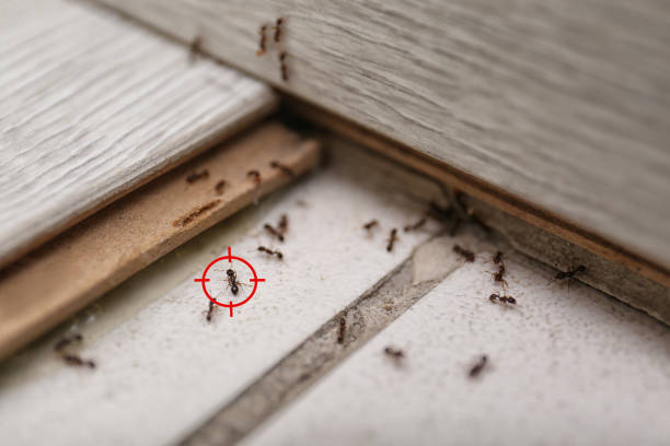 Reliable Muhlenberg Park, PA Pest Control Solutions